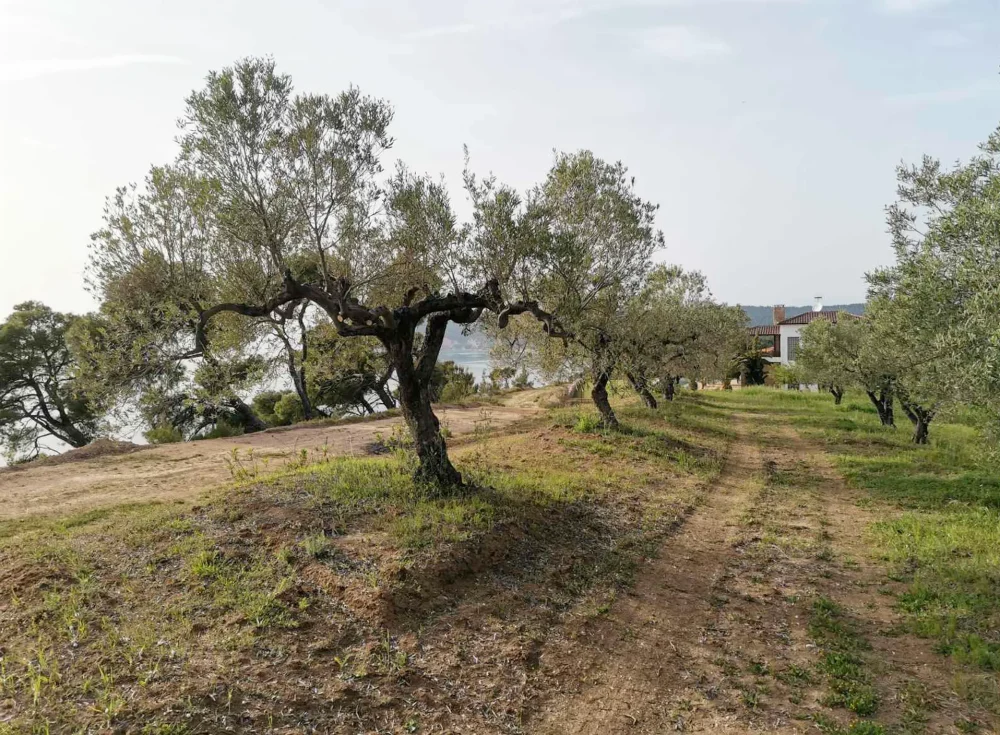 for sale plot of land 11.875sq.m Elani halkidiki kassandra hellas